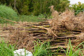 Pile of tobacco stalks that have been harvested, piled on the edge of the rice field