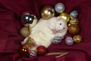 Decorative rat and christmas balls.