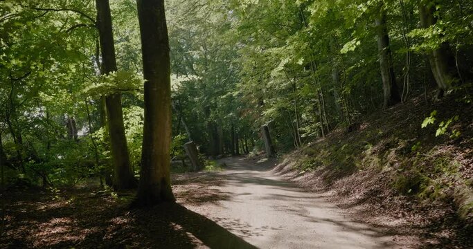 Thick Trees by Pebble Road in Exotic Gyllebo Forest, South Sweden &Ouml;sterlen, Wide Shot Tracking Forward