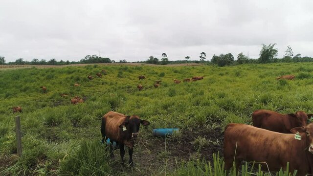 brangus cows on a green field, Ecuadorian meet production cows