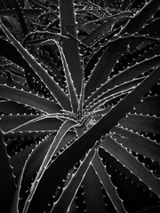 Aloe arborescens Mill 02