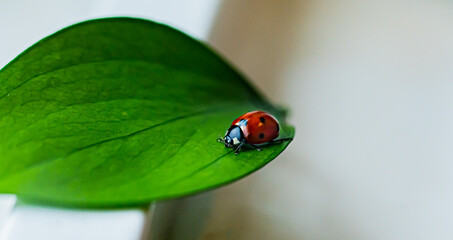 Fototapeta premium ladybug on a leaf (with room for text) spring concept