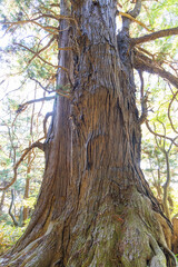 偕楽園の太郎杉