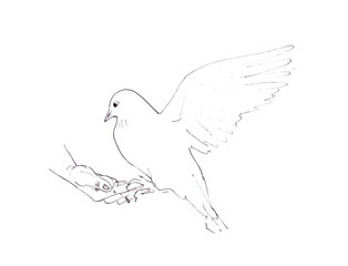 Dove sits on the hand, linear graphic drawing