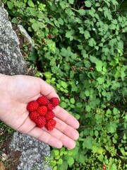 raspberries in hand