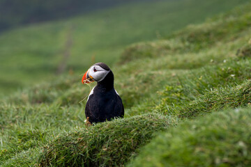 Close up view of the beautiful Puffins  -Fratercula- in the natural environment in the Mykines island -Faroe Islands 