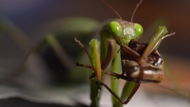 Close up shot of a praying mantis eating a grasshopper alive - Static Extreme Macro