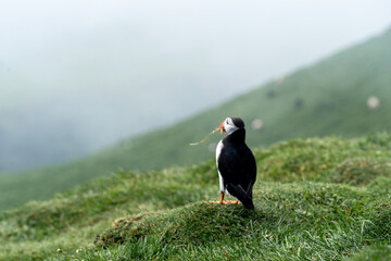 Close up view of the beautiful Puffins  -Fratercula- in the natural environment in the Mykines island -Faroe Islands 