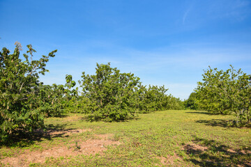 Tamarind tree, ripe tamarind fruit on tree with leaves in summer background, Tamarind plantation agricultural farm orchard tropical garden