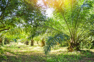 Palm plantation, Palm oil of crops in green, tropical tree plant palm tree fields nature agricultural farm mixed agriculture new