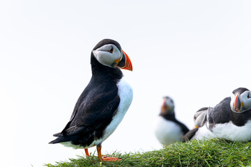 Close up view of the beautiful Puffins  -Fratercula- in the natural environment in the Mykines island -Faroe Islands 