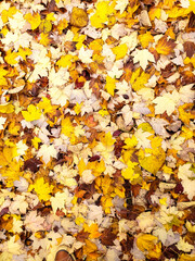 background image of fallen autumn leaves with raindrops.