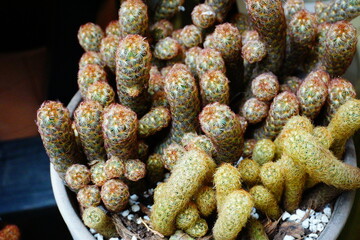 Miniature cactus plants growing in the pots. Gold lace Cactus, ladyfingers, or Cactoideae desert plants top view