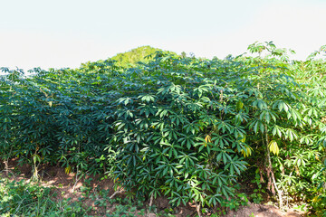 Fototapeta na wymiar Cassava leaves crops in green, tropical tree plant cassava plantation green fields nature agricultural farm plant tree