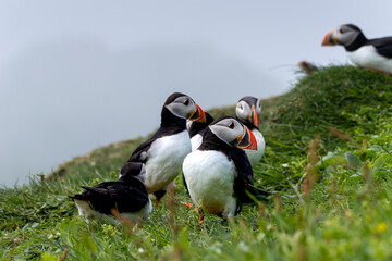 Fototapeta premium Close up view of the beautiful Puffins -Fratercula- in the natural environment in the Mykines island -Faroe Islands 