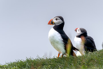 Close up view of the beautiful Puffins  -Fratercula- in the natural environment in the Mykines island -Faroe Islands 