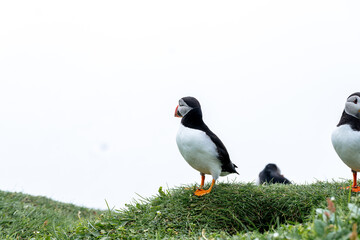 Close up view of the beautiful Puffins  -Fratercula- in the natural environment in the Mykines island -Faroe Islands 
