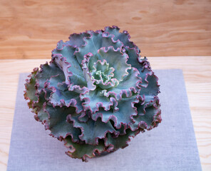 Close-up of Ruffles echeveria or echeveria Rulosa, an exotic succulent, mostly native to Mexico, Texas, Central and South America.