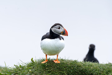 Plakat Close up view of the beautiful Puffins -Fratercula- in the natural environment in the Mykines island -Faroe Islands 