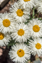 Shasta Daisy