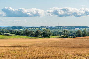 Yellow farm field