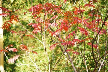 Autumn leaves of Japan wax tree. Anacardiaceae deciduous shrub. 