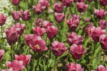 beautiful natural bunch of flower tulips in garden