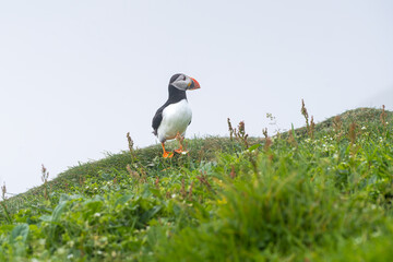 Close up view of the beautiful Puffins  -Fratercula- in the natural environment in the Mykines island -Faroe Islands 
