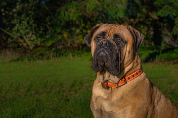 Fototapeta premium 2021-11-15 PORTRAIT SHOT OF A LARGE BULLMASTIFF IN A PARK WITH A BLURRY BACKGROUND