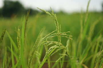 rice farm organic green color background and closeup rice in morning.