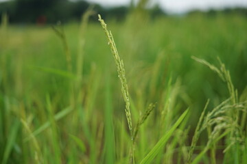 rice farm organic green color background and closeup rice in morning.