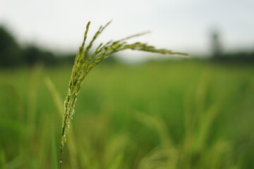 rice farm organic green color background and closeup rice in morning.
