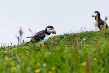Close up view of the beautiful Puffins  -Fratercula- in the natural environment in the Mykines island -Faroe Islands 