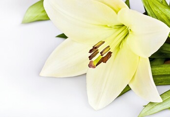 Beautiful fresh white lily flower