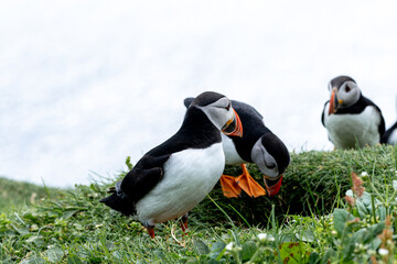 Close up view of the beautiful Puffins  -Fratercula- in the natural environment in the Mykines island -Faroe Islands 