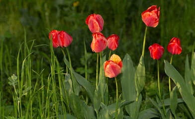 A flower bed with red tulips. Flowering of cultivated plants.