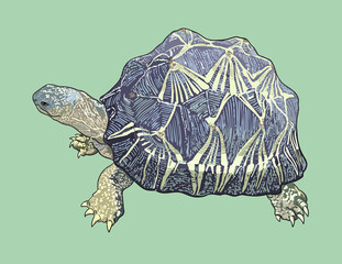 Radiated tortoise drawing, unique, art.illustration, vector