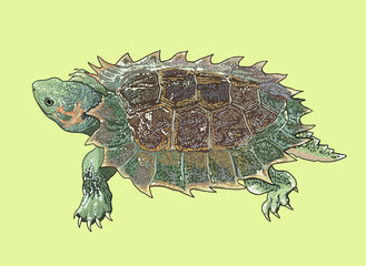 Spiny turtle drawing, thorny,unique, art.illustration, vector