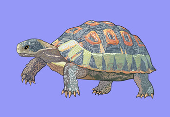 Angulata tortoise drawing, beautiful, art.illustration, vector