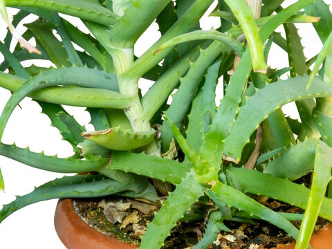 Alloe in a pot on a white background. Indoor plant