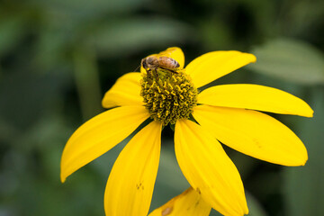 Bee on a yellow flower