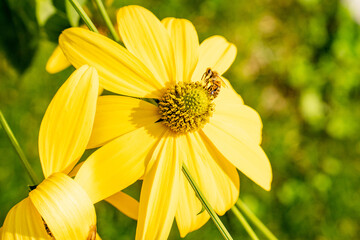 Bee on a yellow flower