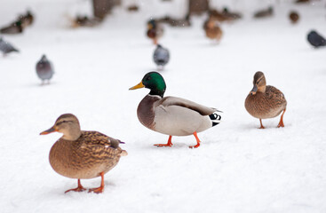 Winter portrait of a duck in a winter public park. Duck birds are standing or sitting in the snow. Migration of birds. Ducks and pigeons in the park are waiting for food from people.