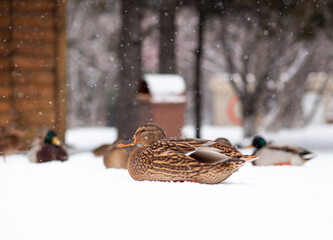 Winter portrait of a duck in a winter public park. Duck birds are standing or sitting in the snow. Migration of birds. Ducks and pigeons in the park are waiting for food from people.