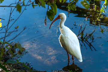 American White Ibis Hunting Clams in Tropical Pond Under a Tree-- water bird in the shade looking at clams under the water