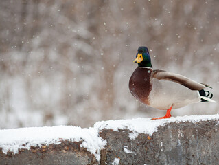 Winter portrait of a duck in a winter public park. Duck birds are standing or sitting in the snow. Migration of birds. Ducks and pigeons in the park are waiting for food from people.