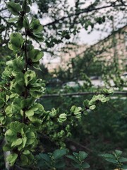 leaves in the garden