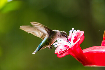 hummingbird and flower © Dragan