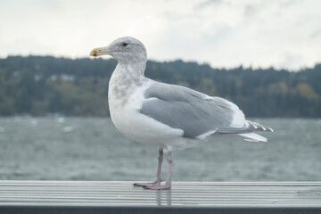 Gulls, or colloquially seagulls, are seabirds of the family Laridae in the suborder Lari.
