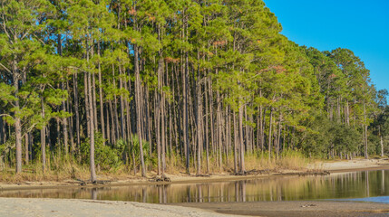 The tree lined beach on Hammock Bay in Freeport, Walton County, Florida - obrazy, fototapety, plakaty